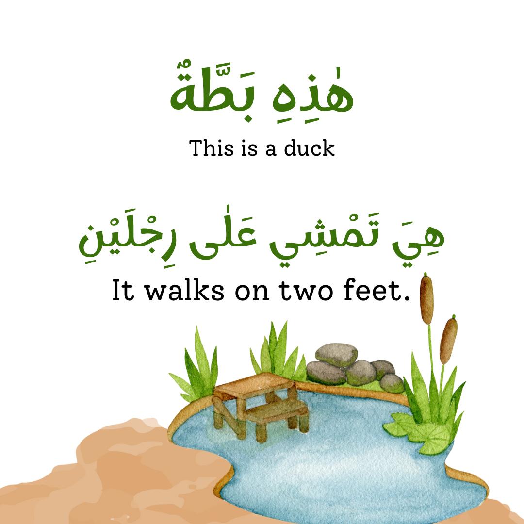 How do Animals walk?